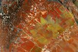 Polished Red/Yellow Petrified Wood (Araucarioxylon) - Arizona #147886-2